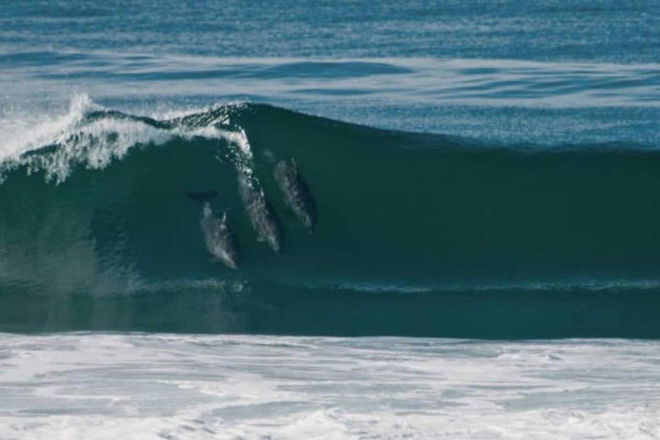500 Ft To Ocean Relaxing Parking Wifi 838 * San Diego